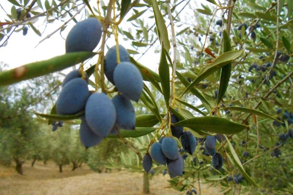 ελιά_παρενιαυτοφορία