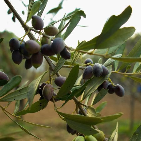 Ζωντανό Εργαστήρι για την Ελιά: Λύνουμε τα προβλήματα του δικού σου χωραφιού