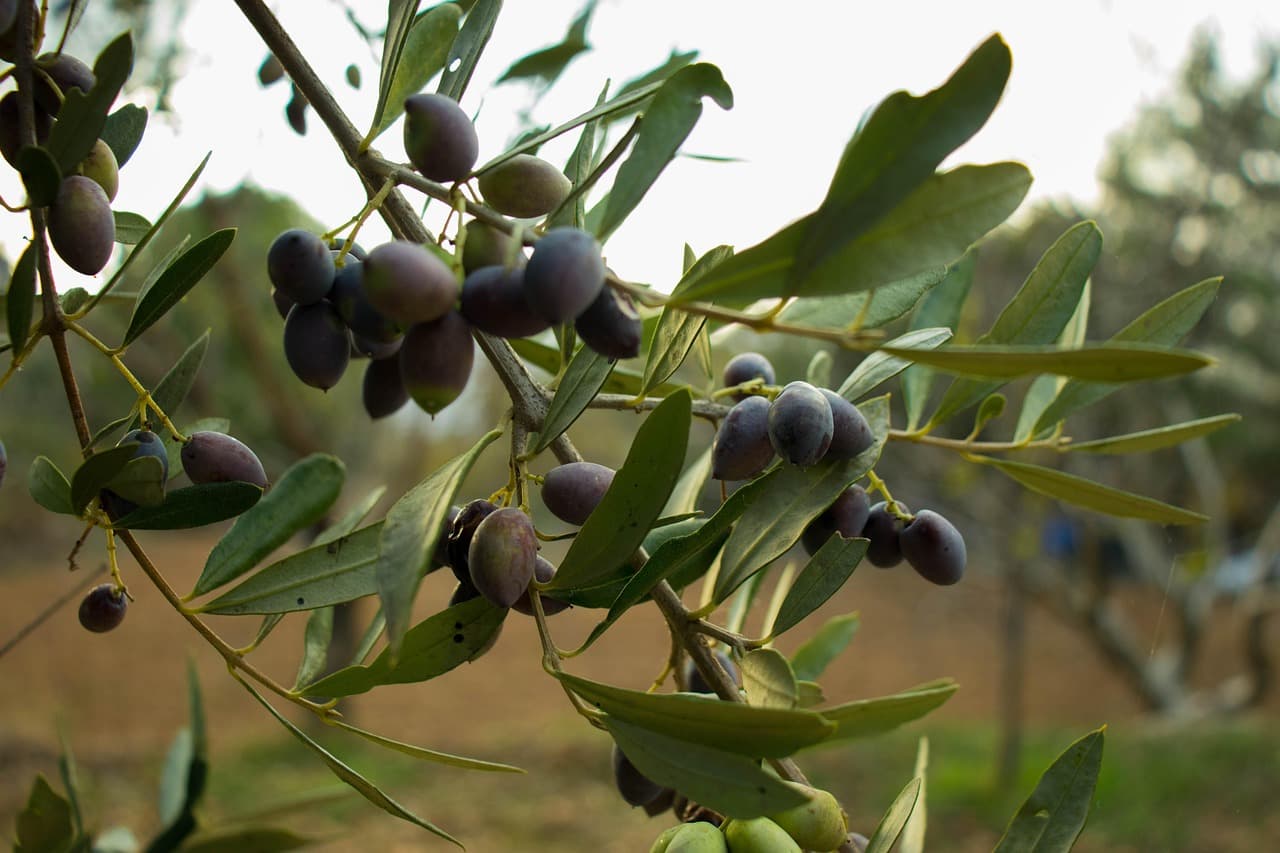 olive_workshop (1)